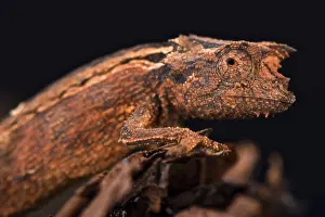 Brookesia: Domergue's leaf chameleon (Brookesia thieli), Madagascar