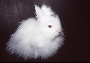 Angoras: DOMESTIC ANGORA RABBIT - sits