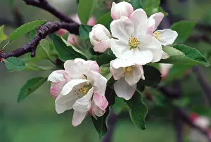 Orchards: Domestic Apple Blossoms