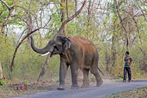 Handler: Domestic Asian Elephant / Asiatic Elephant with handler