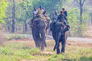 Tours: Domestic Asian Elephant / Asiatic Elephant with tourists
