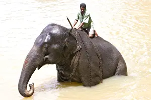 Attach: Domestic Asian Elephant bathing and his cornac Sri Lanka