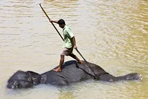 Attach: Domestic Asian Elephant bathing and his cornac Sri Lanka