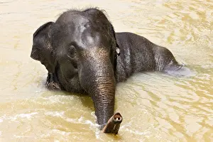 Baths: Domestic Asian Elephant bathing Sri Lanka