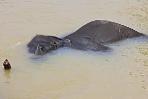 Baths: Domestic Asian Elephant bathing Sri Lanka