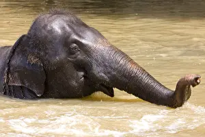 Baths: Domestic Asian Elephant bathing Sri Lanka