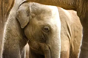 Herbivora: Domestic Asian Elephant calf Sri Lanka