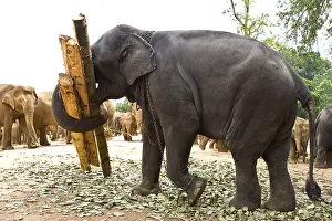 Attach: Domestic Asian Elephant carying trunks Sri Lanka