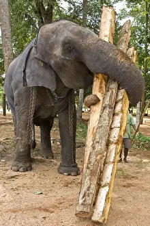 Attach: Domestic Asian Elephant carying trunks Sri Lanka