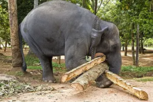 Attach: Domestic Asian Elephant carying trunks Sri Lanka