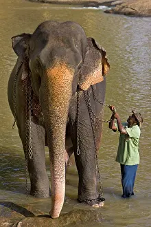 Attach: Domestic Asian Elephant and his cornac Sri Lanka