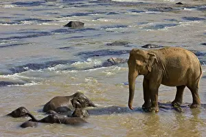 Baths: Domestic Asian Elephant looking young Sri Lanka