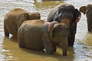 Baths: Domestic Asian Elephant male lovers Sri Lanka
