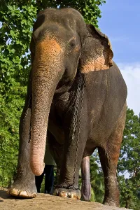 Penis: Domestic Asian Elephant male Sri Lanka