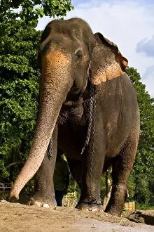 Absurd: Domestic Asian Elephant male Sri Lanka