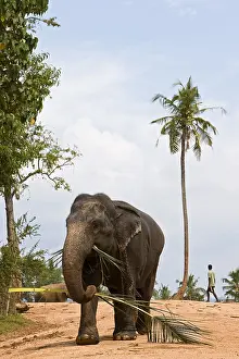 Monocotyledones: Domestic Asian Elephant with a palm Sri Lanka