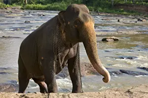 Absurd: Domestic Asian Elephant on the river Sri Lanka