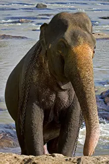 Absurd: Domestic Asian Elephant on the river Sri Lanka