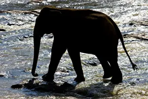 Drunk: Domestic Asian Elephant on the river Sri Lanka