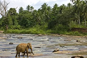 Monocotyledones: Domestic Asian Elephant on the river Sri Lanka