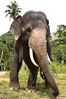 Attach: Domestic Asian Elephant Sri Lanka