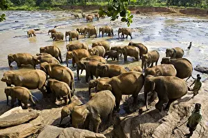 Baths: Domestic Asian Elephants bathing Sri Lanka