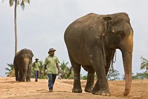 Monocotyledones: Domestic Asian Elephants and cornacs Sri Lanka