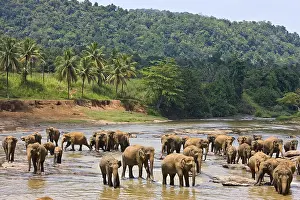 Equatorial: Domestic Asian Elephants on the river Sri Lanka