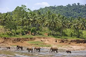 Equatorial: Domestic Asian Elephants on the river Sri Lanka