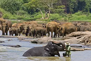 Baths: Domestic Asian Elephants on the river Sri Lanka