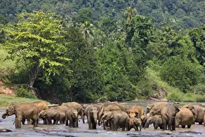 Baths: Domestic Asian Elephants on the river Sri Lanka