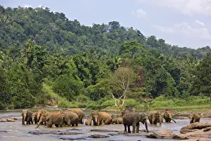Baths: Domestic Asian Elephants on the river Sri Lanka