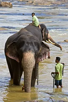 Baths: Domestic Asian Elephants on the river Sri Lanka