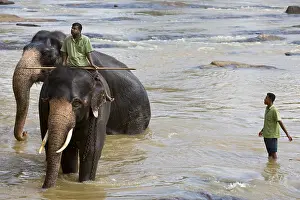 Baths: Domestic Asian Elephants on the river Sri Lanka