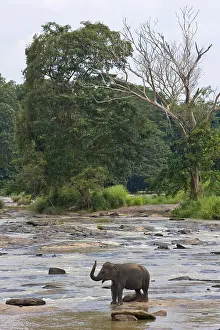 Drunk: Domestic Asian Elephants on the river Sri Lanka