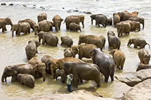 Driver: Domestic Asian Elephants to the river Sri Lanka
