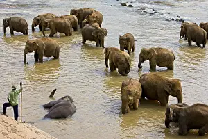Pieces: Domestic Asian Elephants to the river Sri Lanka