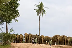 Monocotyledones: Domestic Asian Elephants Sri Lanka