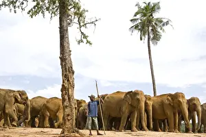 Attach: Domestic Asian Elephants Sri Lanka