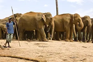 Attach: Domestic Asian Elephants Sri Lanka