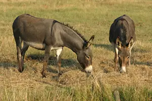 Charente: Domestic Asses eating hay Oleron island France