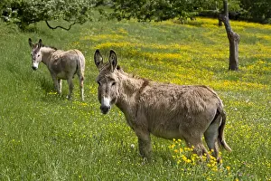 Mode: Domestic Asses in a meadow Bourgogne France