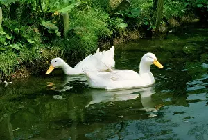 Aylesbury: Domestic Aylesbury Ducks
