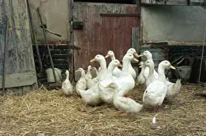 Farmyards: Domestic Aylesbury DUCKS - in barn