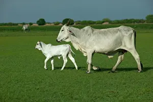 Brahma: Domestic Brahma CATTLE - adult and calf
