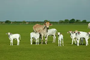 Brahma: Domestic Brahma CATTLE - Adult and young