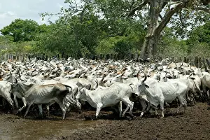 Brahma: Domestic Brahma CATTLE - herd in pen