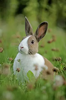 Oryctolagos: Domestic brown & white Rabbit in tall grass