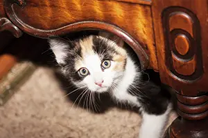 Worcester: Domestic Calico kitten peeking out under