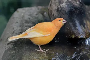 Kassel: Domestic canary (Serinus canaria domestica) Flower
